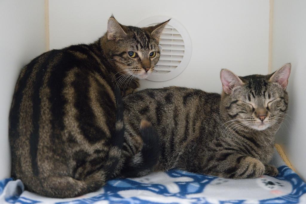 Wenlo and Winnie, adoptable, Young Female Domestic Short Hair.