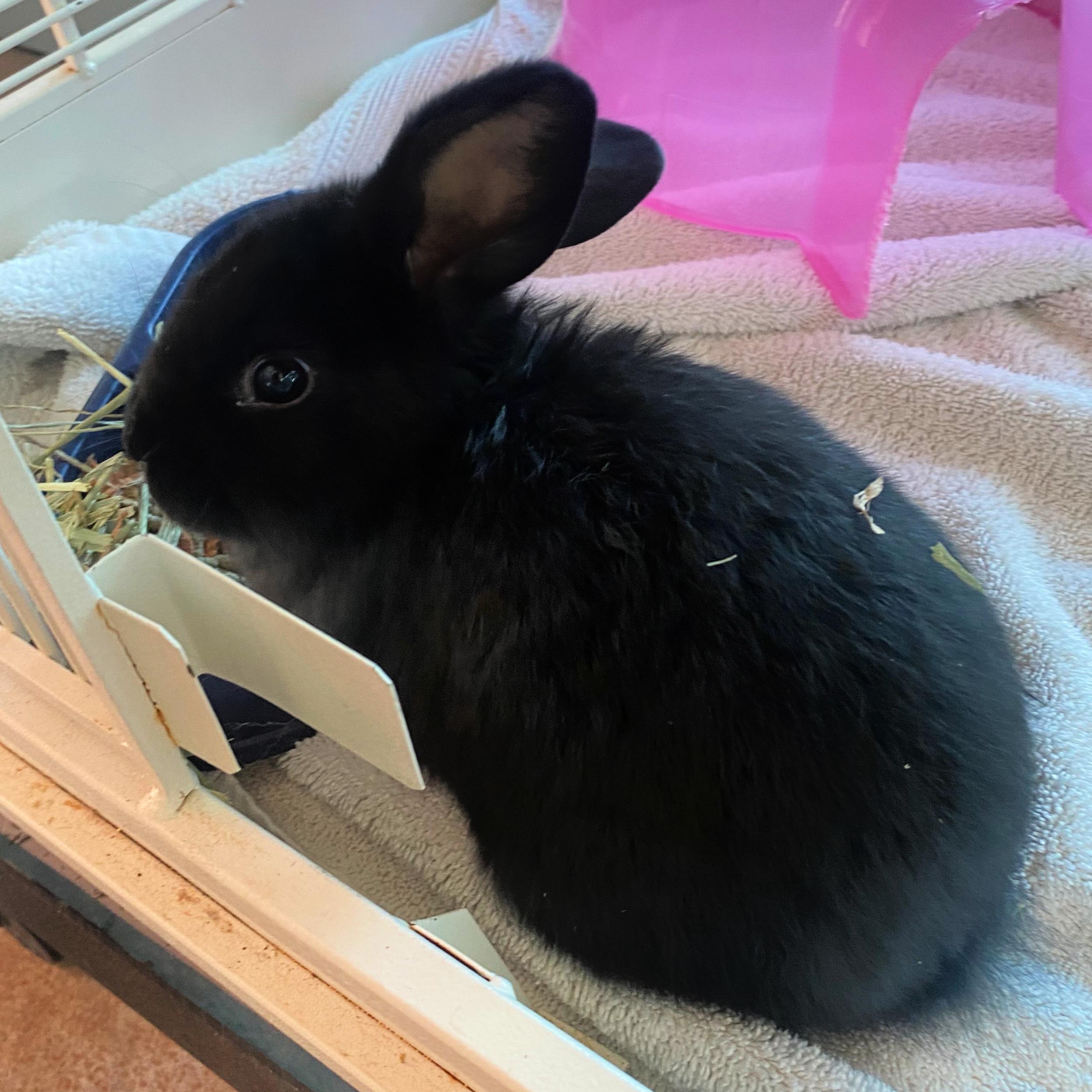 Enlarge Finn, a ADOPTABLE Bunny Rabbit in Lindon, UT image 1/1