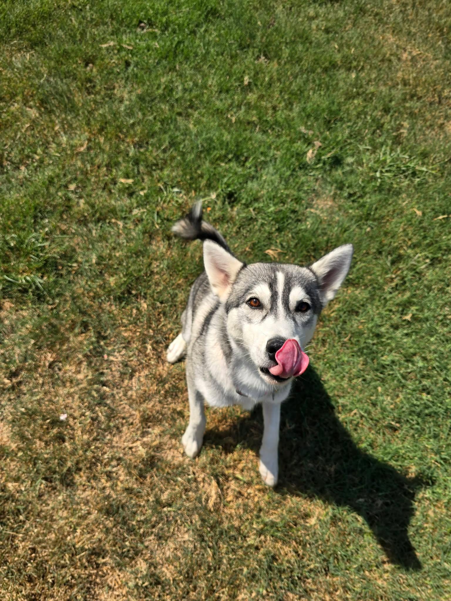 Enlarge Birdie, a Adoptable mixed breed in Austin, AR image 3/3