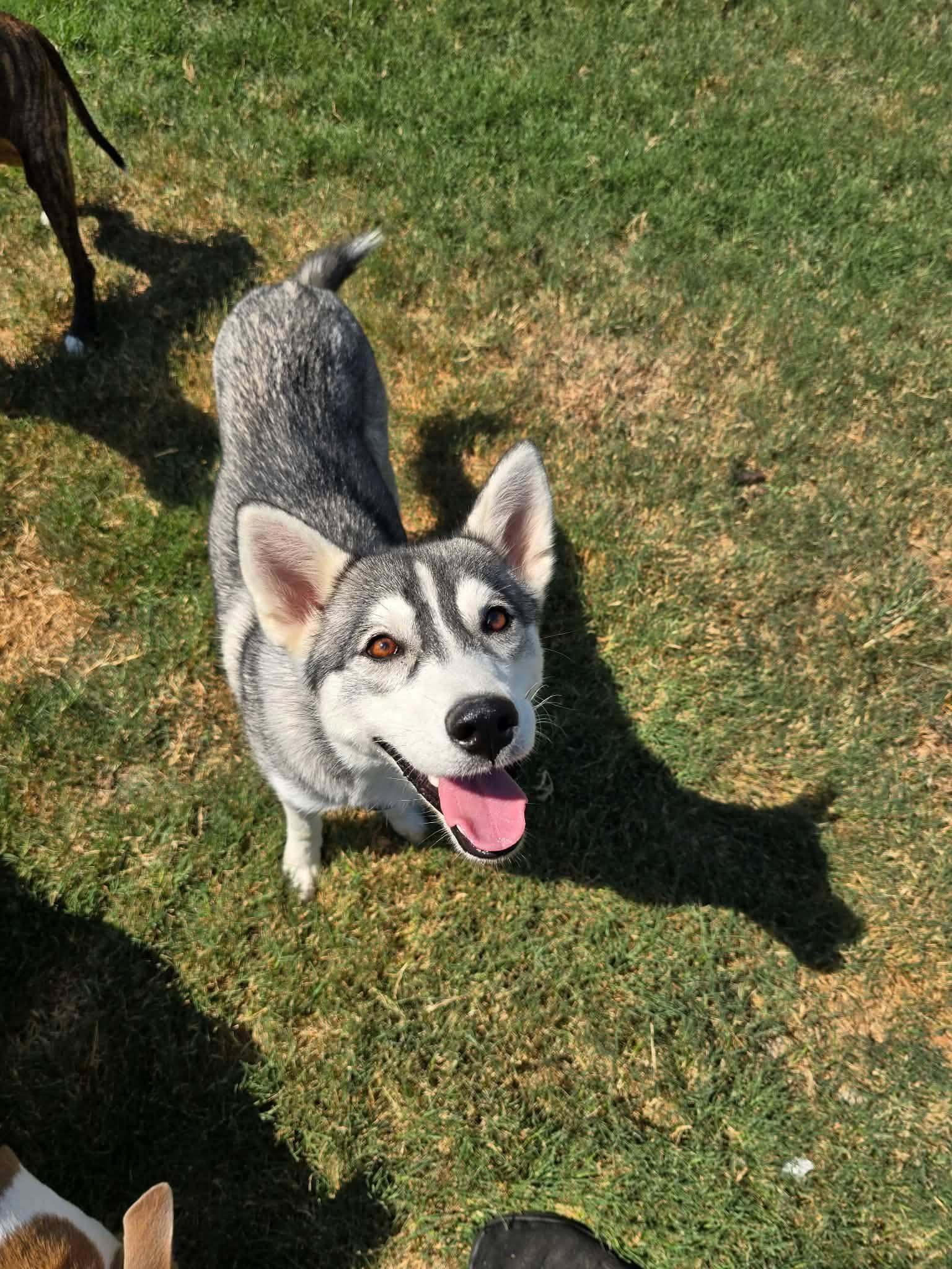 Birdie, Adoptable, Puppy Female Husky.