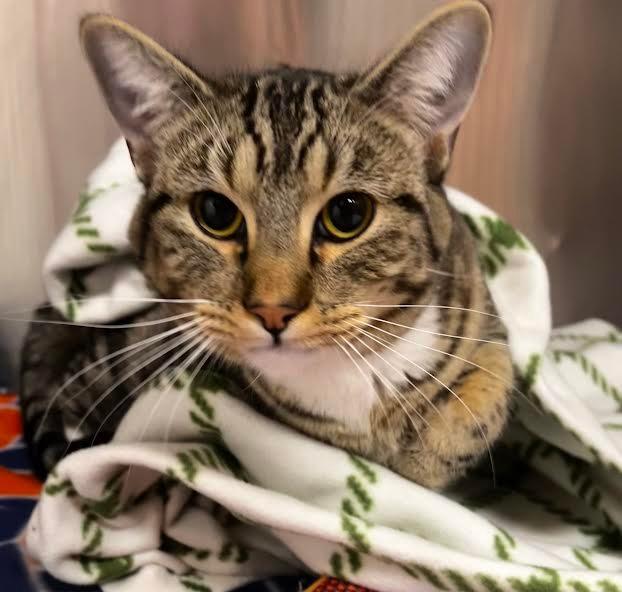 Pippy, Adopted, Young Male Domestic Short Hair.