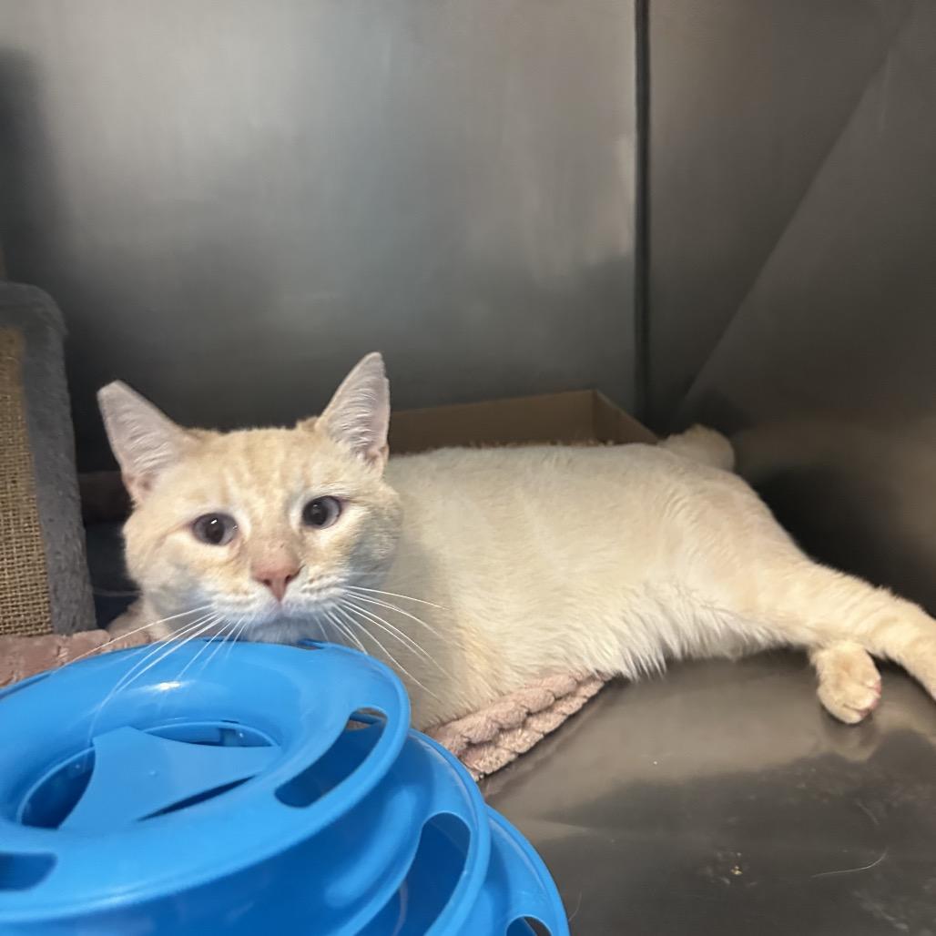 Percy, Adoptable, Adult Male Domestic Short Hair.