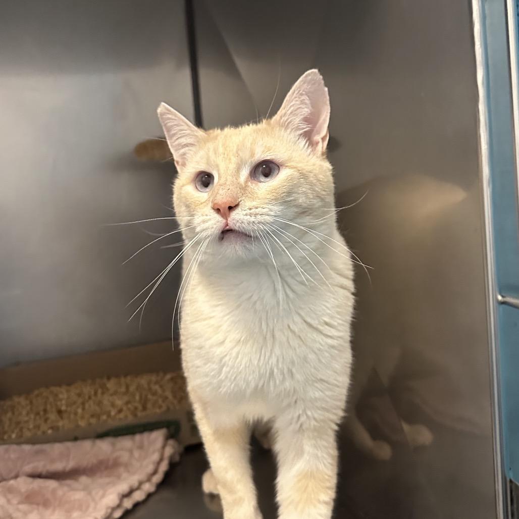 Enlarge Percy, a Adoptable Domestic Short Hair in Troy, VA image 2/5