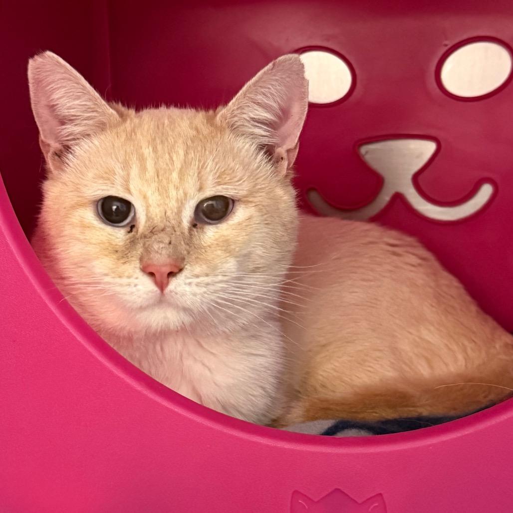 Enlarge Percy, a Adoptable Domestic Short Hair in Troy, VA image 1/1