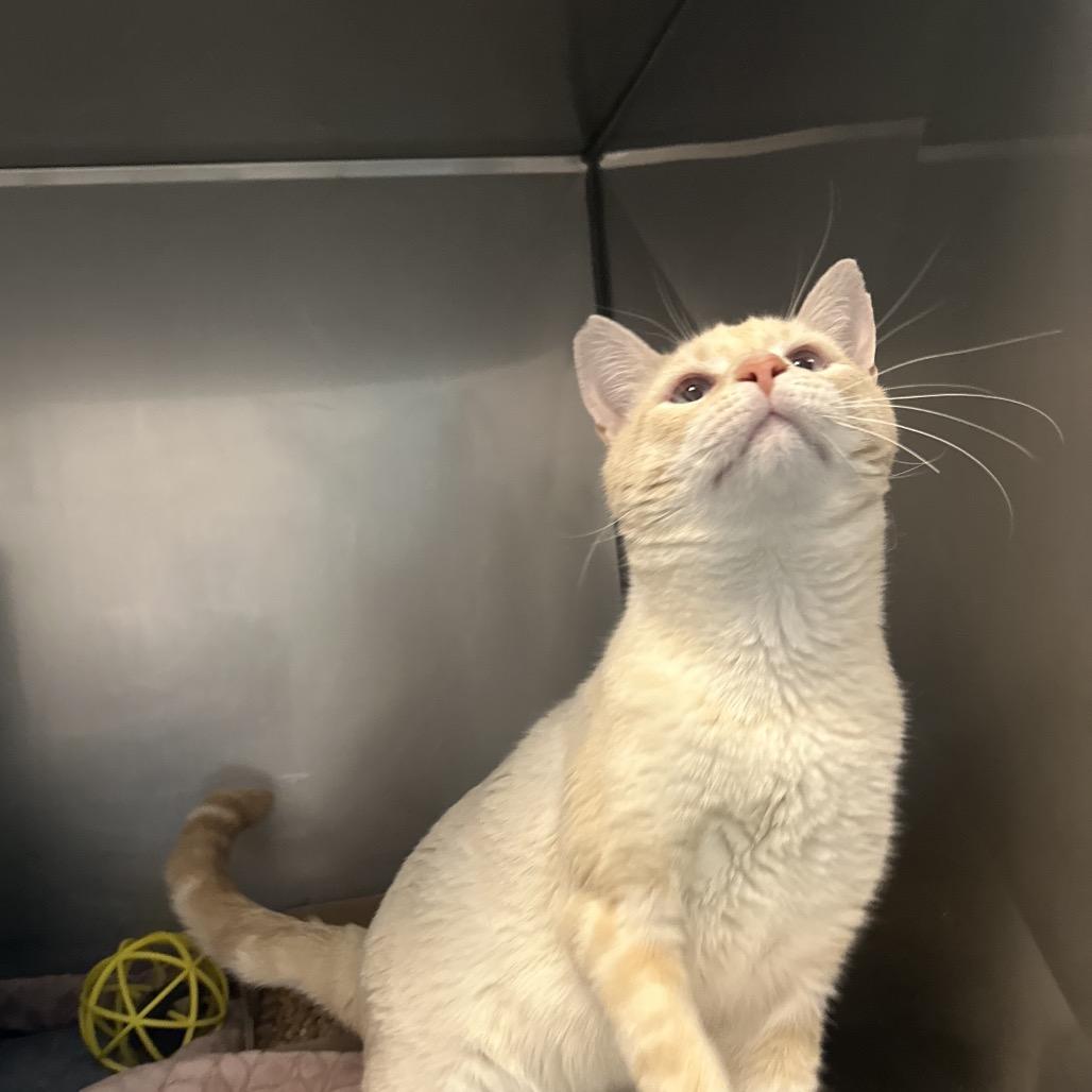 Enlarge Percy, a Adoptable Domestic Short Hair in Troy, VA image 4/5