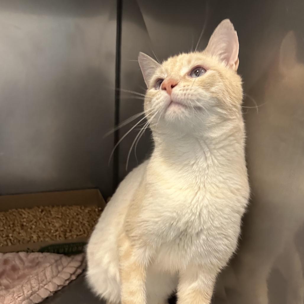 Enlarge Percy, a Adoptable Domestic Short Hair in Troy, VA image 5/5