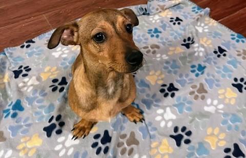 Enlarge Butters, an adopted mixed breed in Benbrook, TX image 1/4