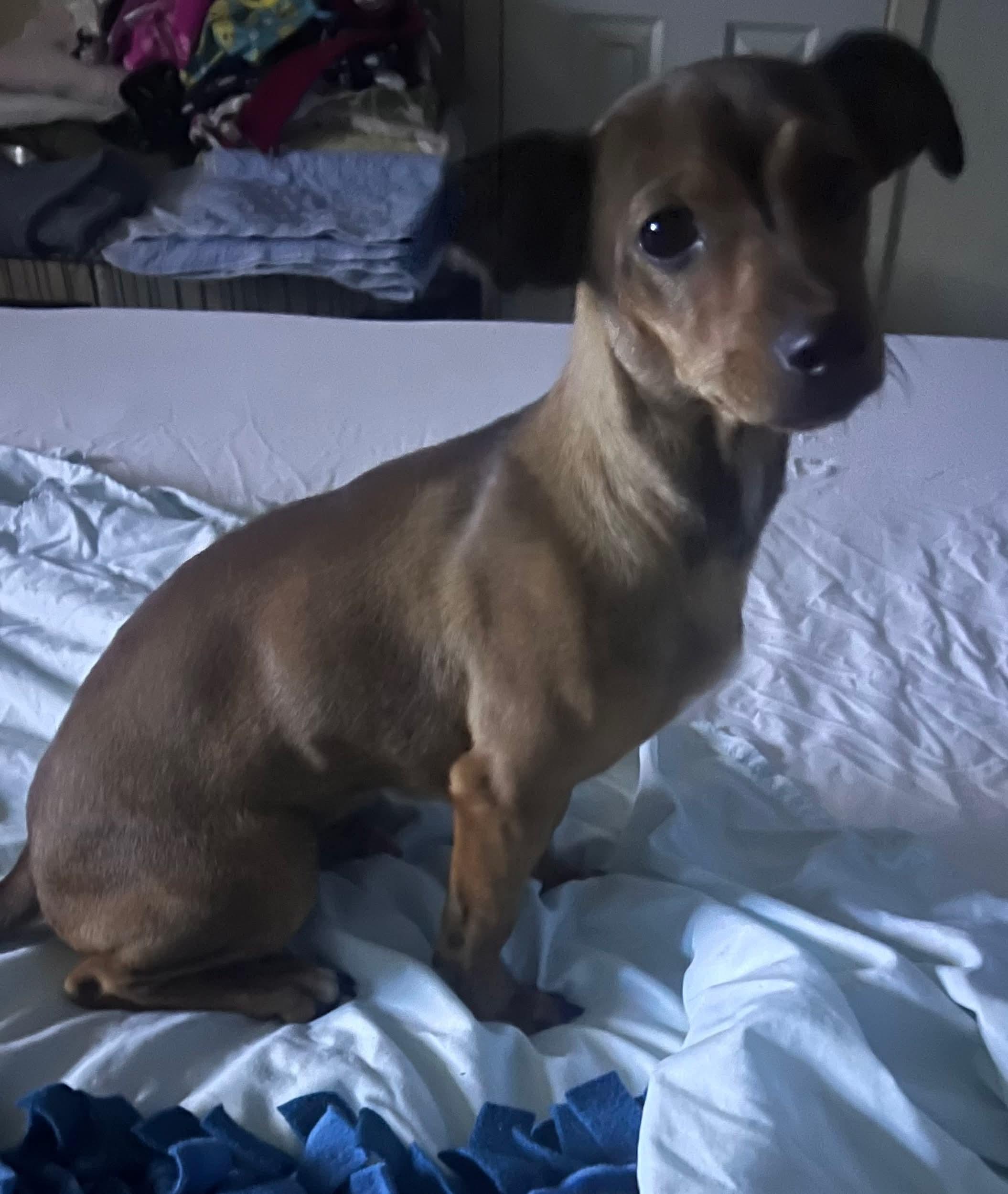 Enlarge Butters, an adopted mixed breed in Benbrook, TX image 2/4