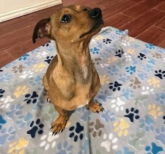 Enlarge Butters, an adopted mixed breed in Benbrook, TX image 4/4