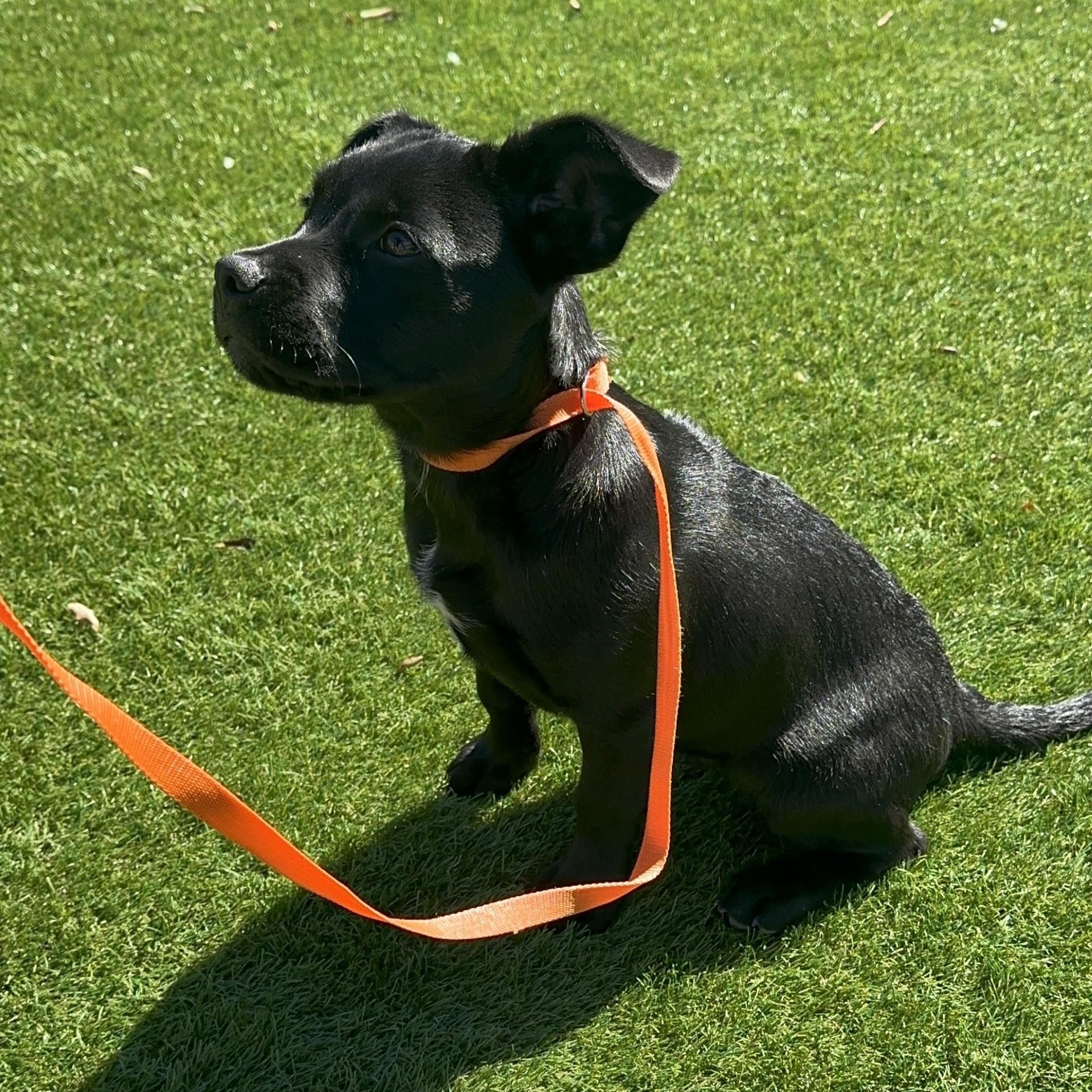 Enlarge JJ, a ADOPTABLE mixed breed in Key Largo, FL image 2/5