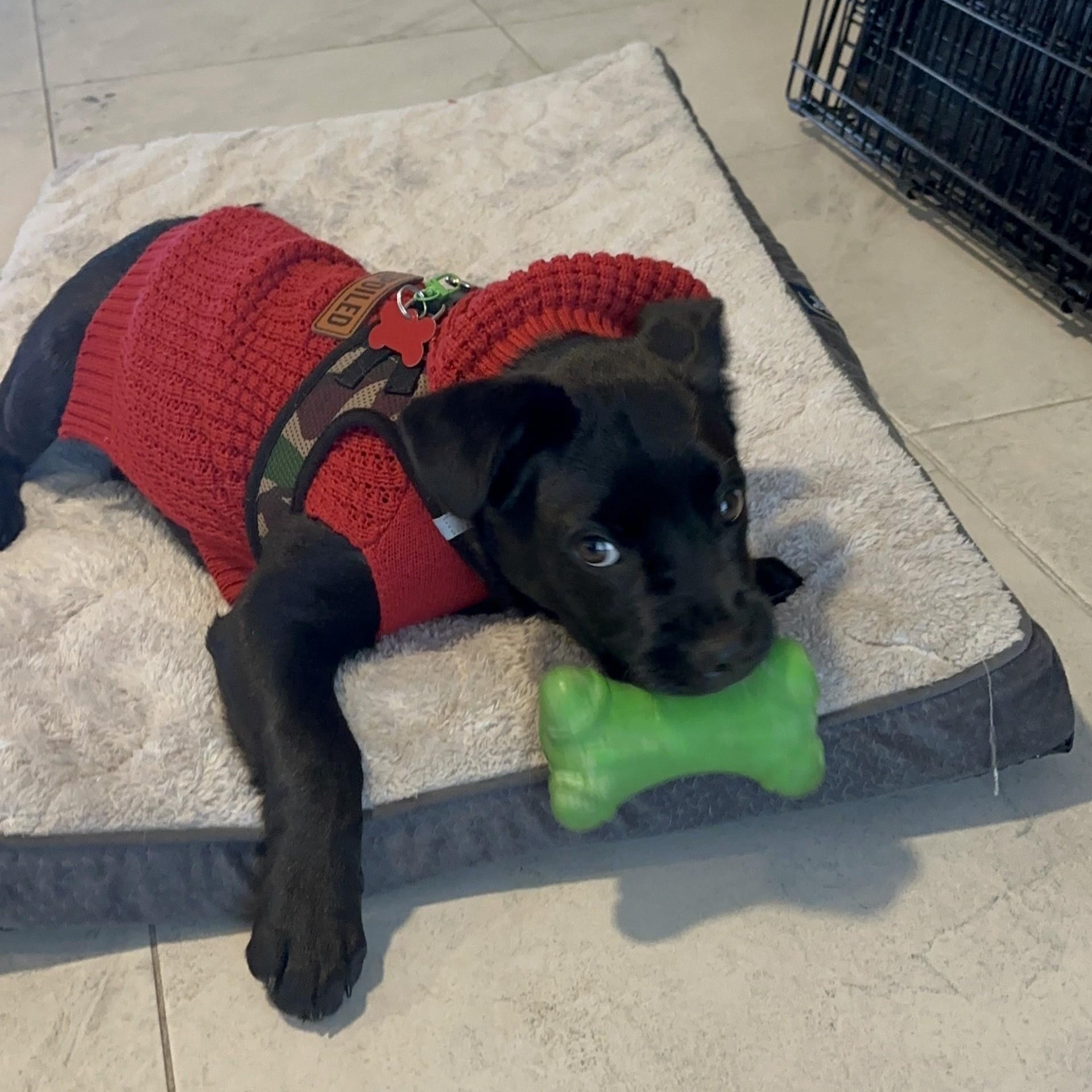 Enlarge JJ, a ADOPTABLE mixed breed in Key Largo, FL image 4/5