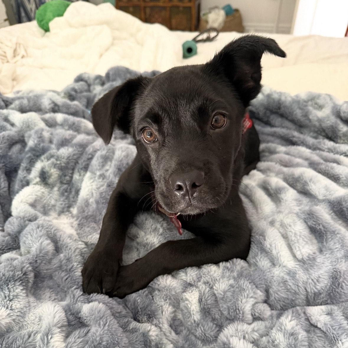 Enlarge JJ, a ADOPTABLE mixed breed in Key Largo, FL image 1/5