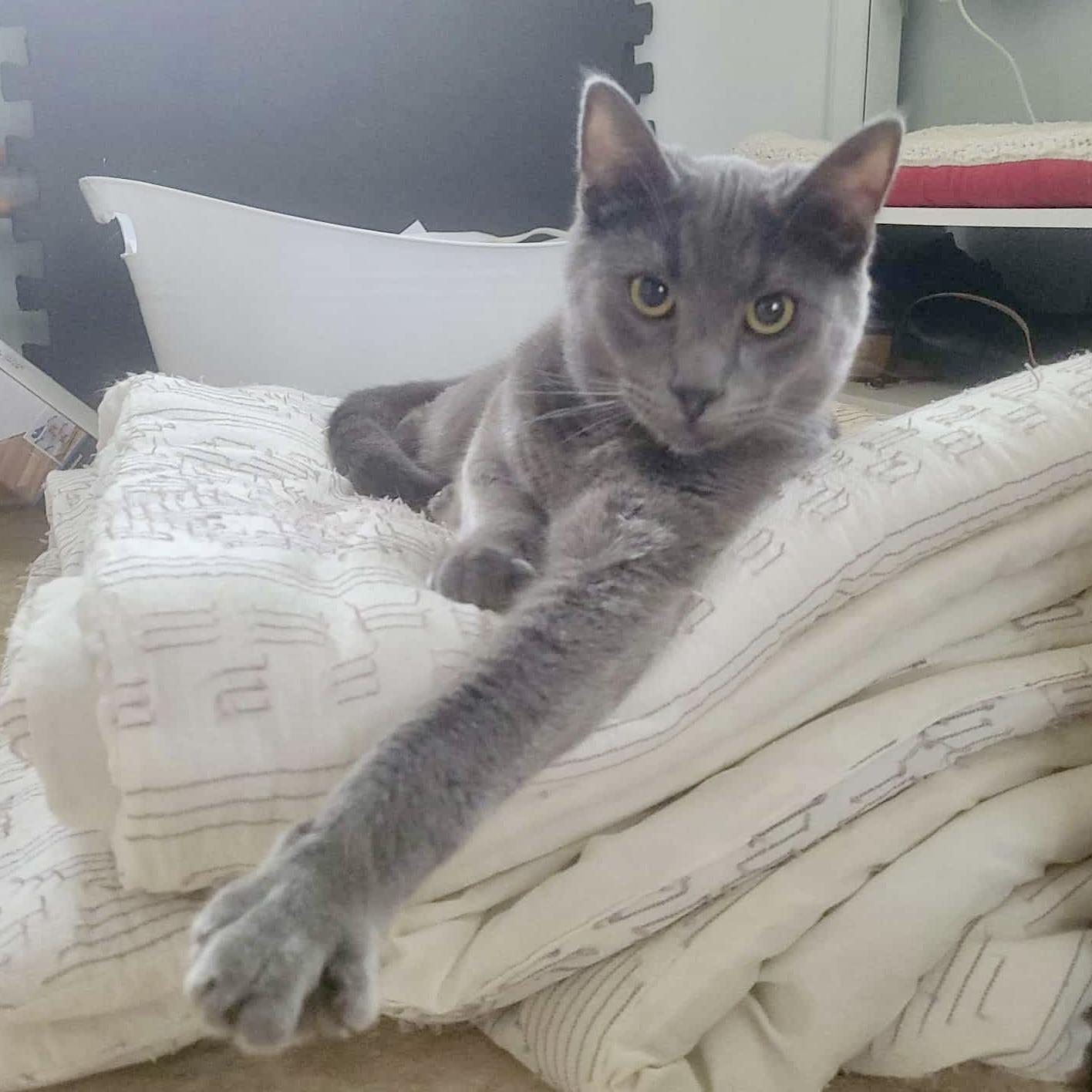 Ciabatta, an adoptable Russian Blue in Tulsa, OK image 1/6