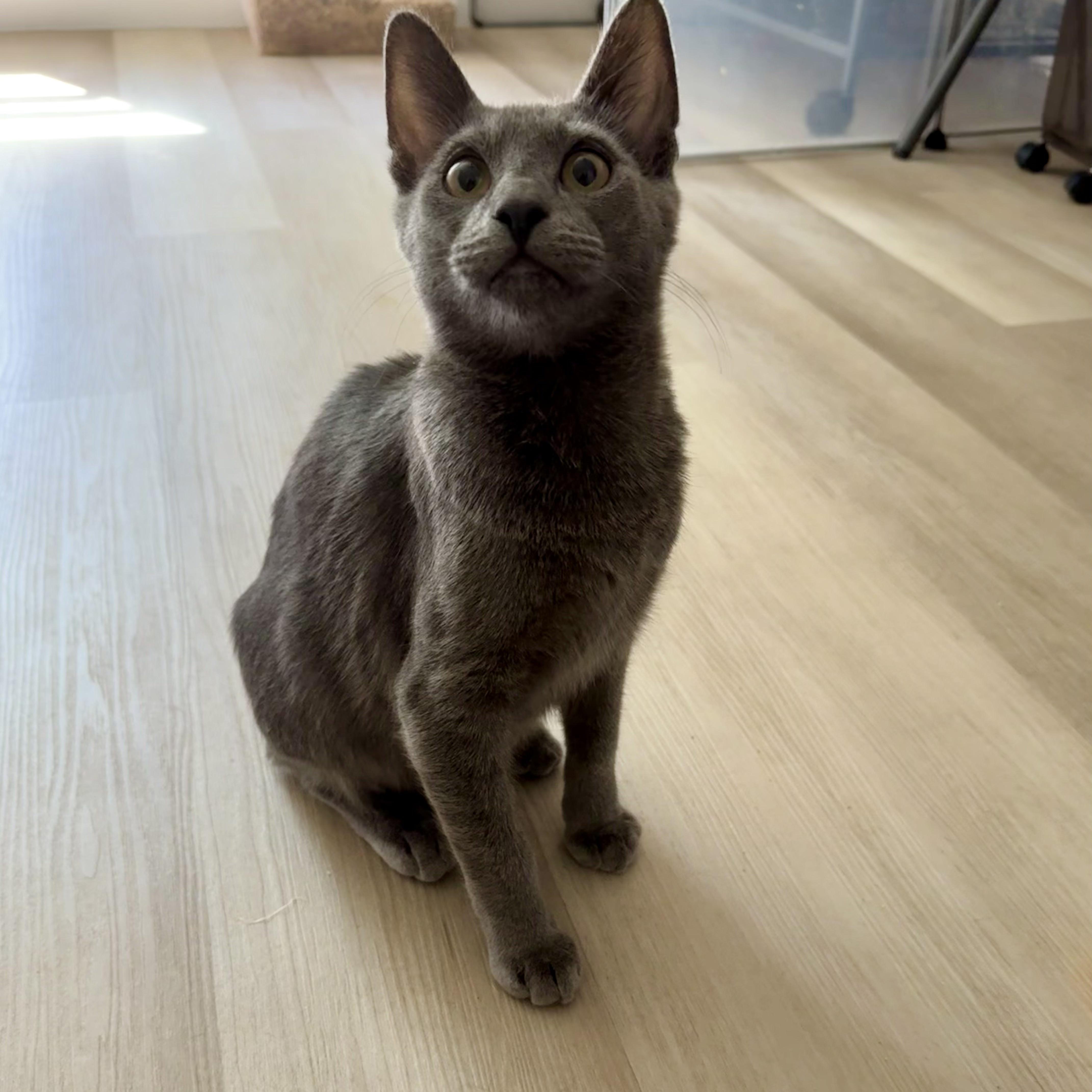 Ciabatta, adoptable, Kitten Male Russian Blue.