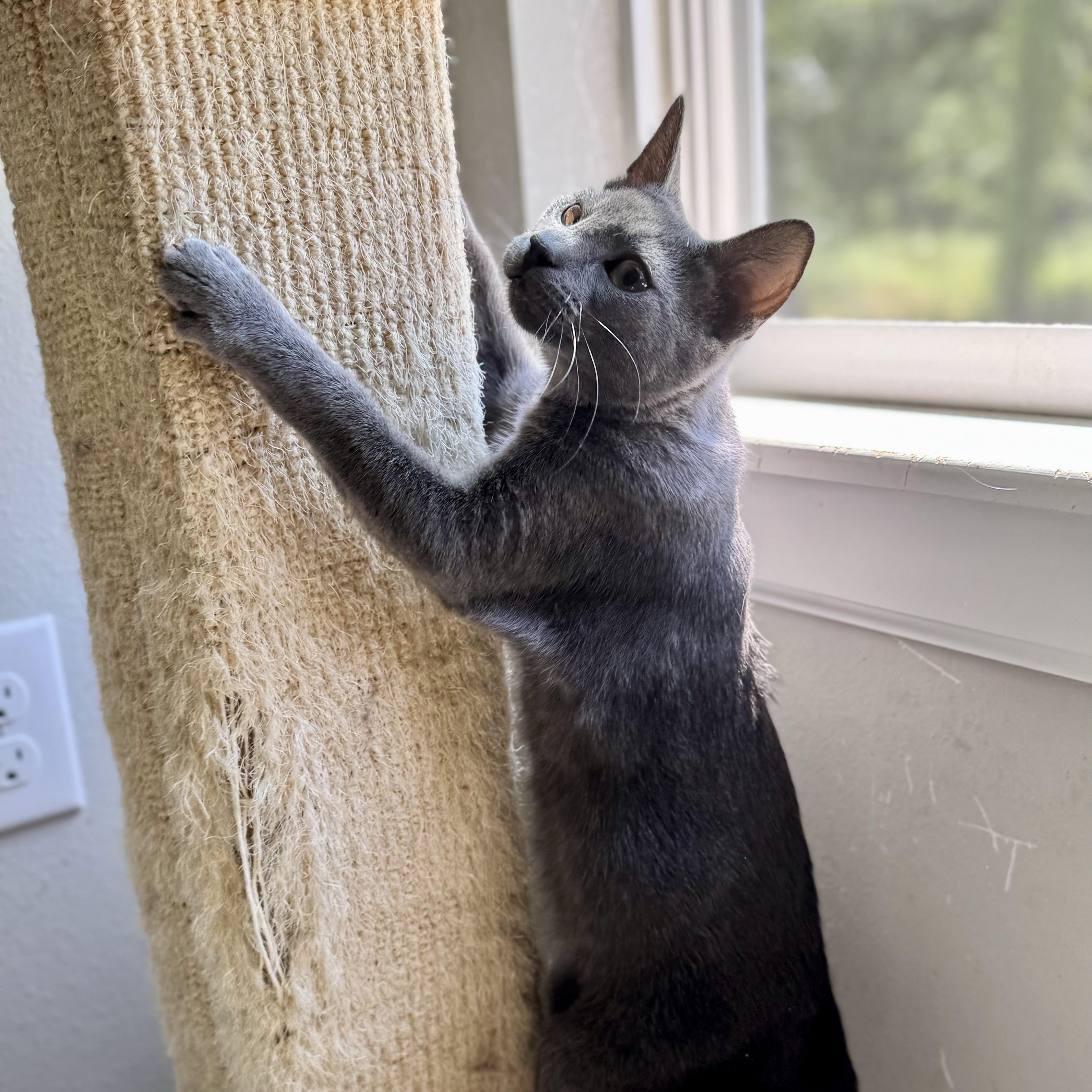 Ciabatta, an adoptable Russian Blue in Tulsa, OK image 3/6