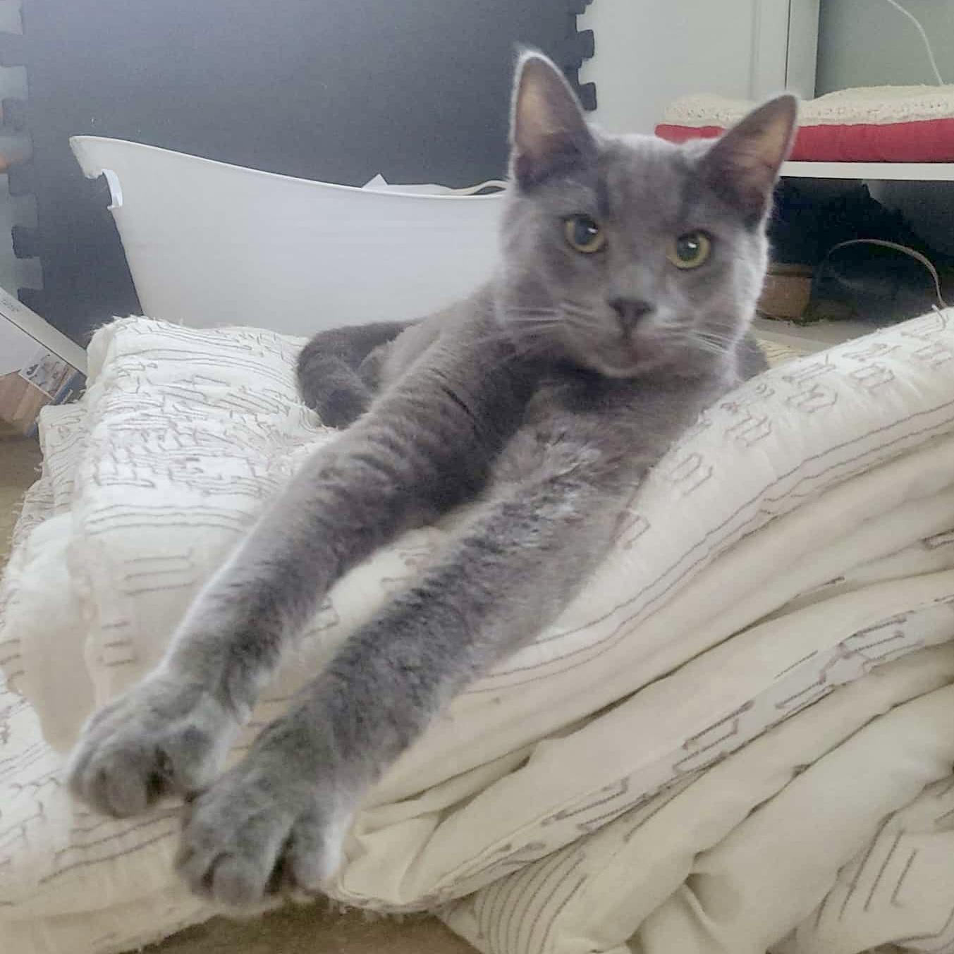 Ciabatta, an adoptable Russian Blue in Tulsa, OK image 4/6