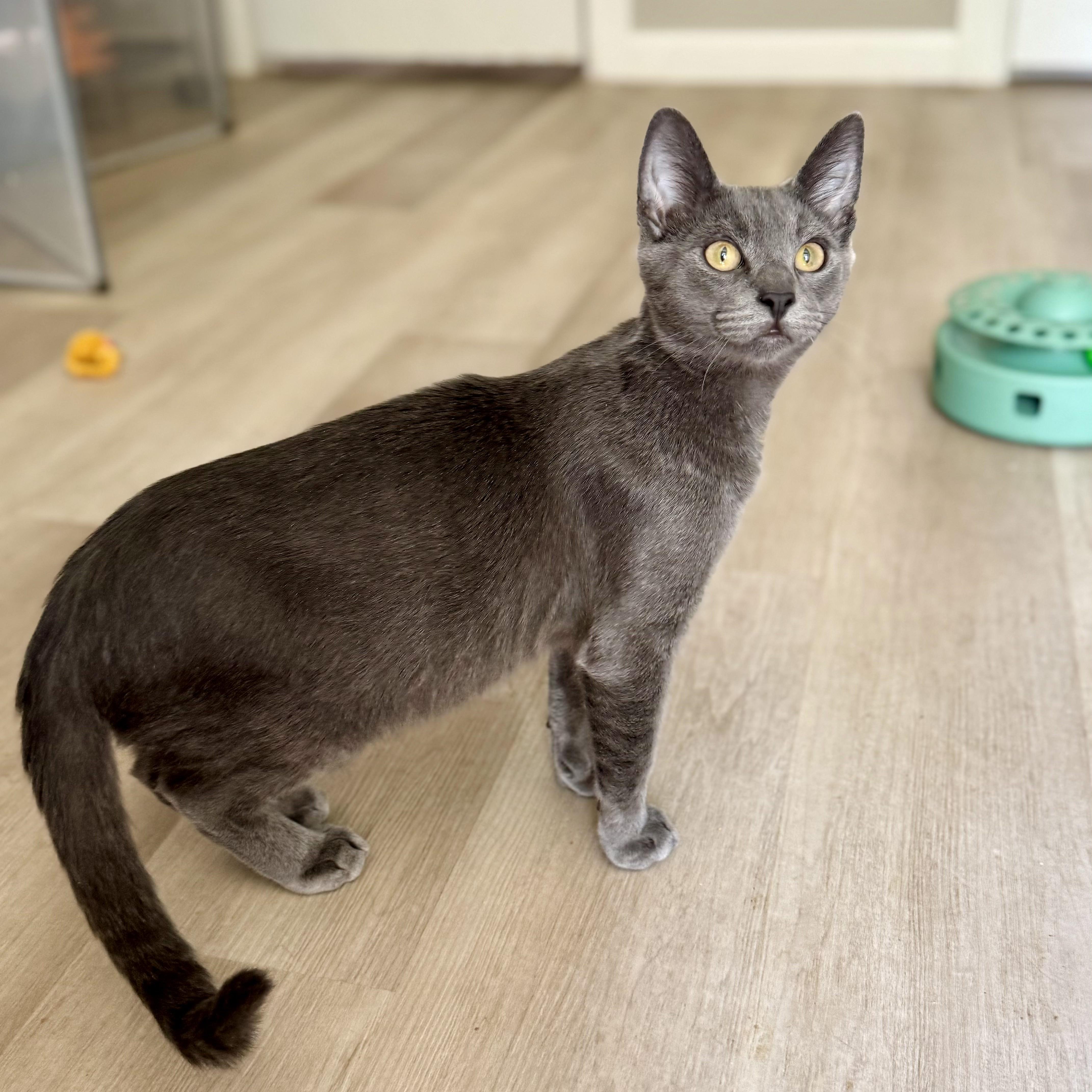 Ciabatta, an adoptable Russian Blue in Tulsa, OK image 5/6