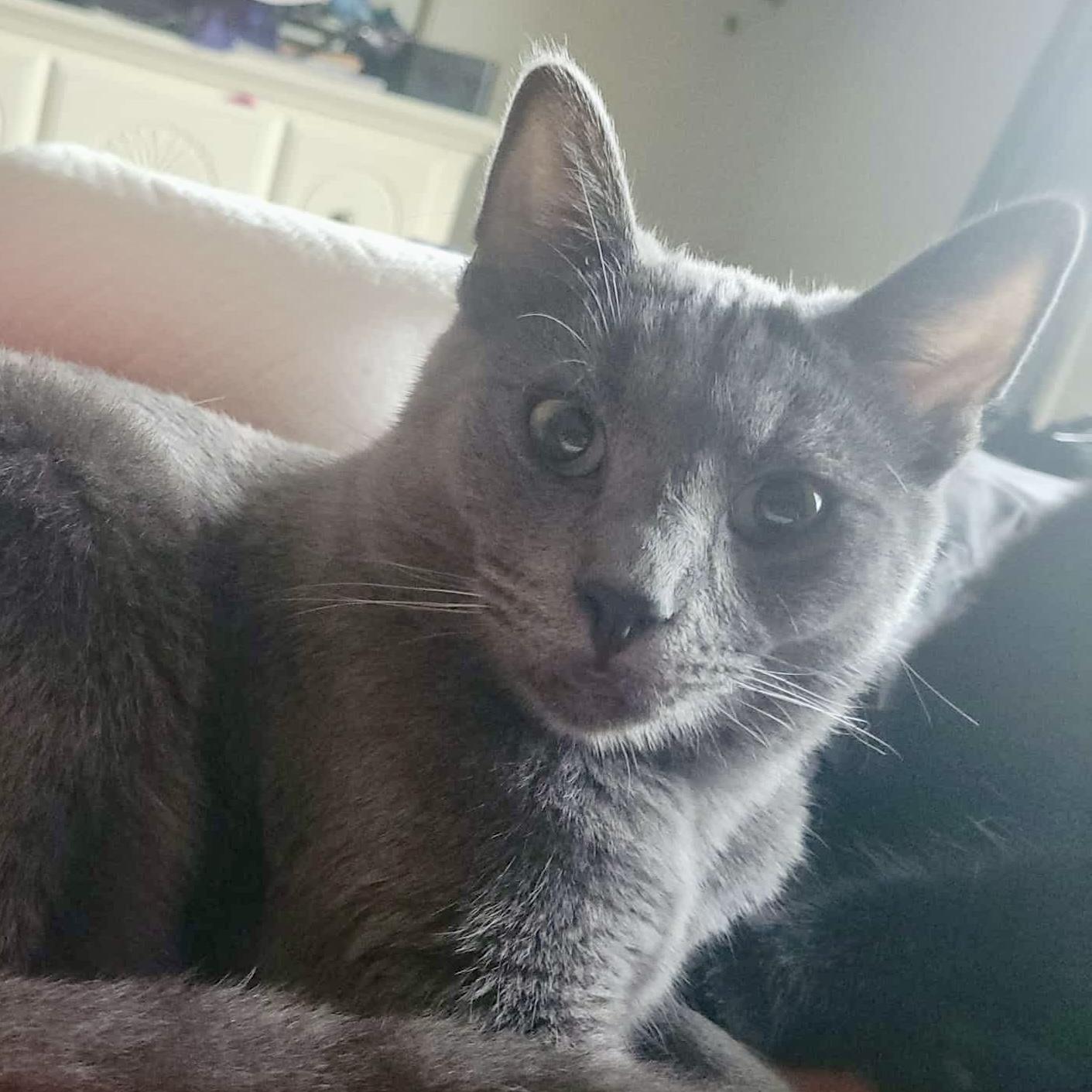 Ciabatta, an adoptable Russian Blue in Tulsa, OK image 6/6