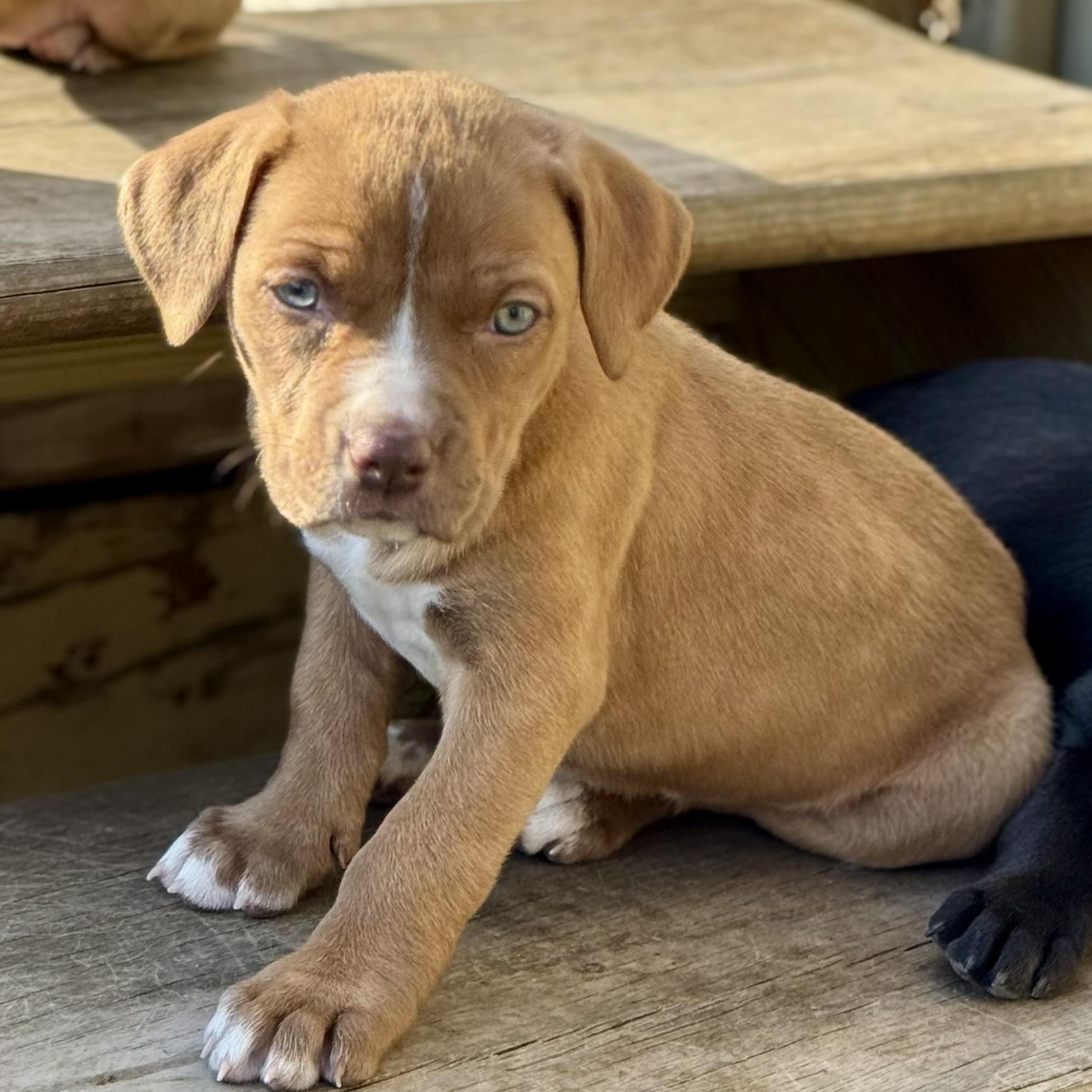 Enlarge Lilac, an adopted mixed breed in Collingswood, NJ image 4/4