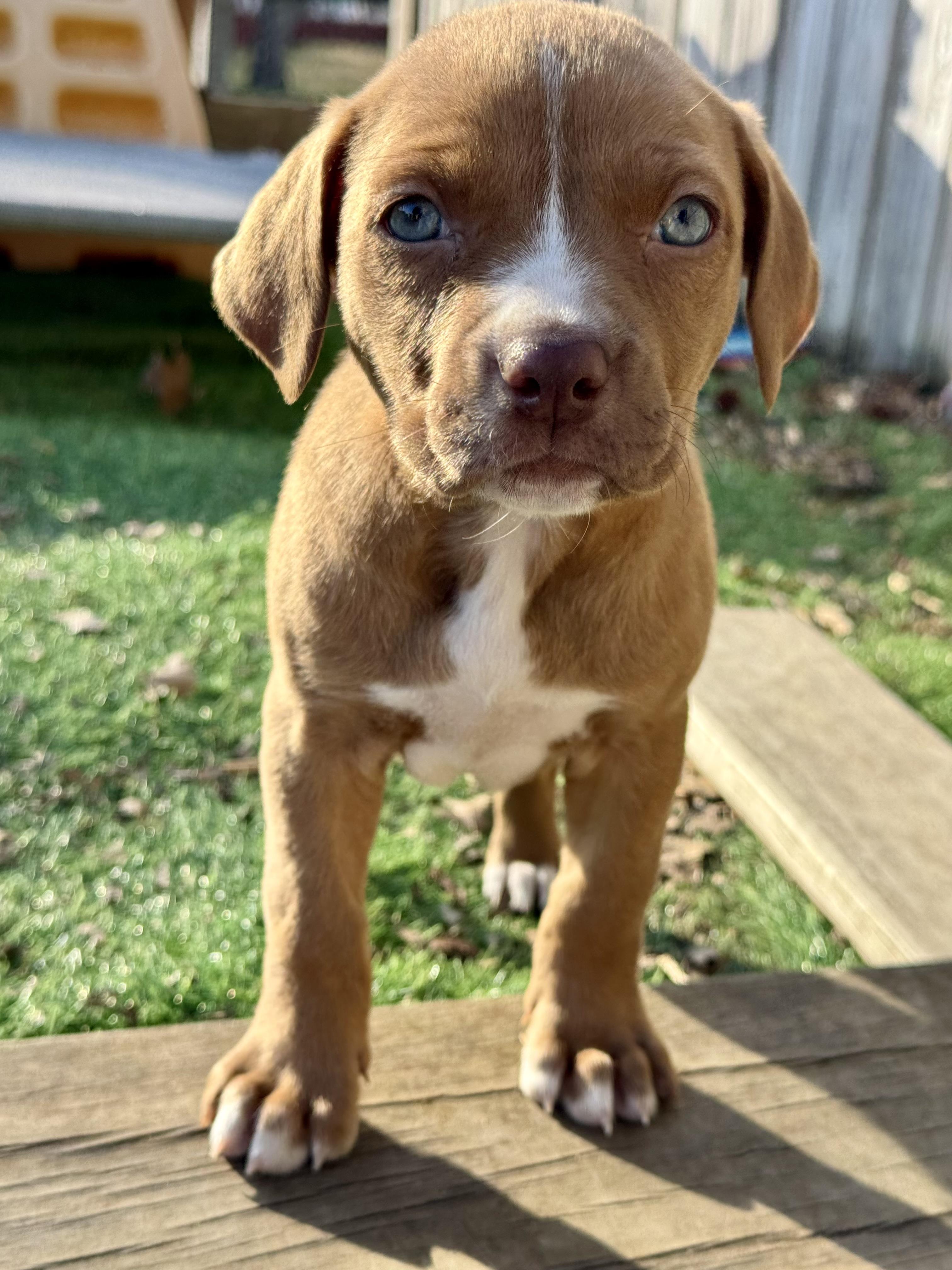 Enlarge Lilac, an adopted mixed breed in Collingswood, NJ image 3/4