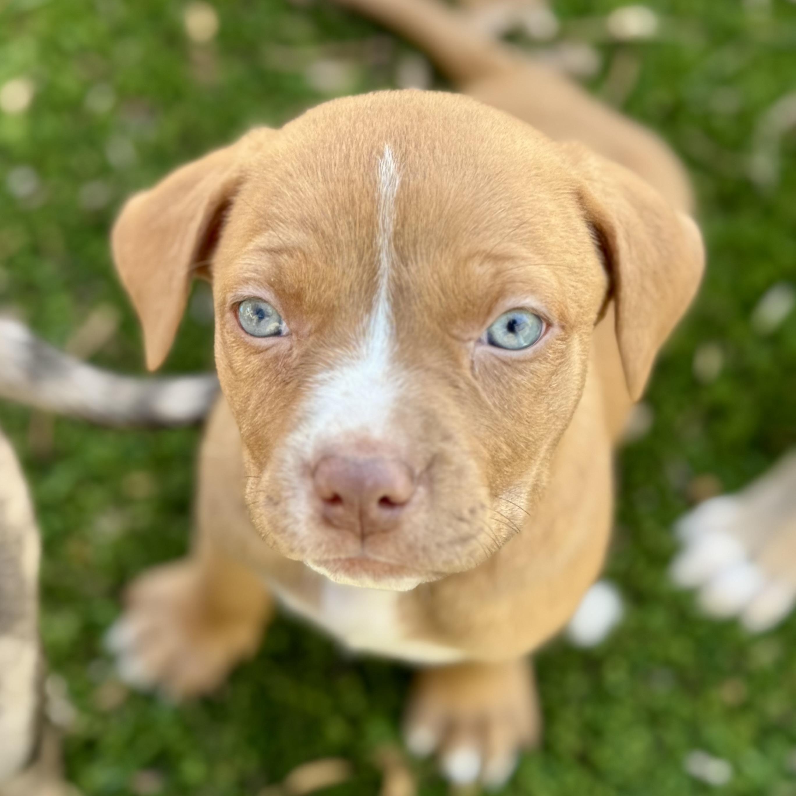 Enlarge Lilac, an adopted mixed breed in Collingswood, NJ image 1/4