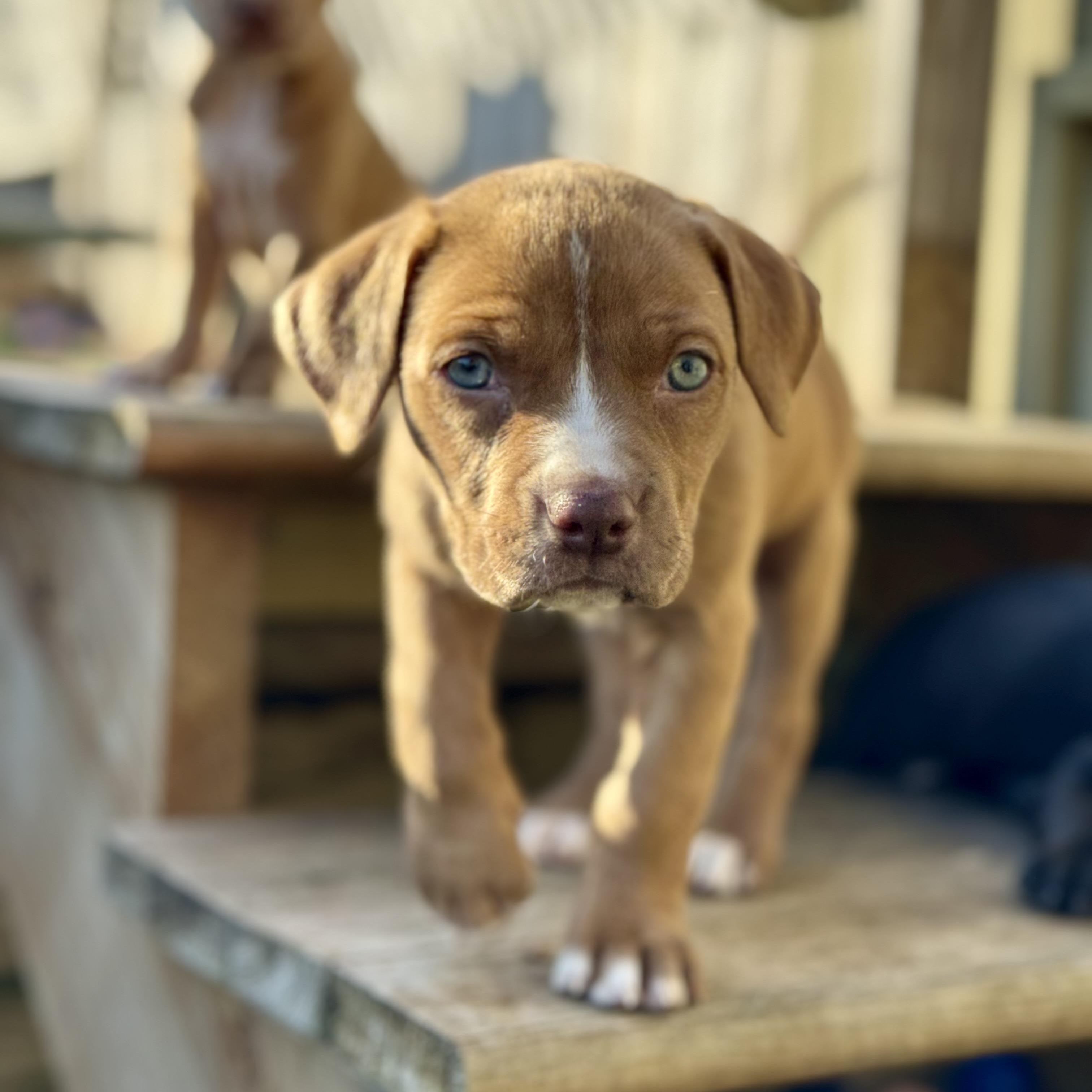 Enlarge Lilac, an adopted mixed breed in Collingswood, NJ image 2/4