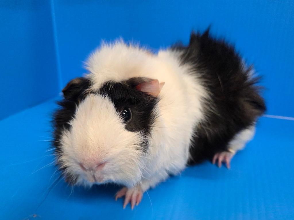 Devin, Adoptable, Young Male Guinea Pig.