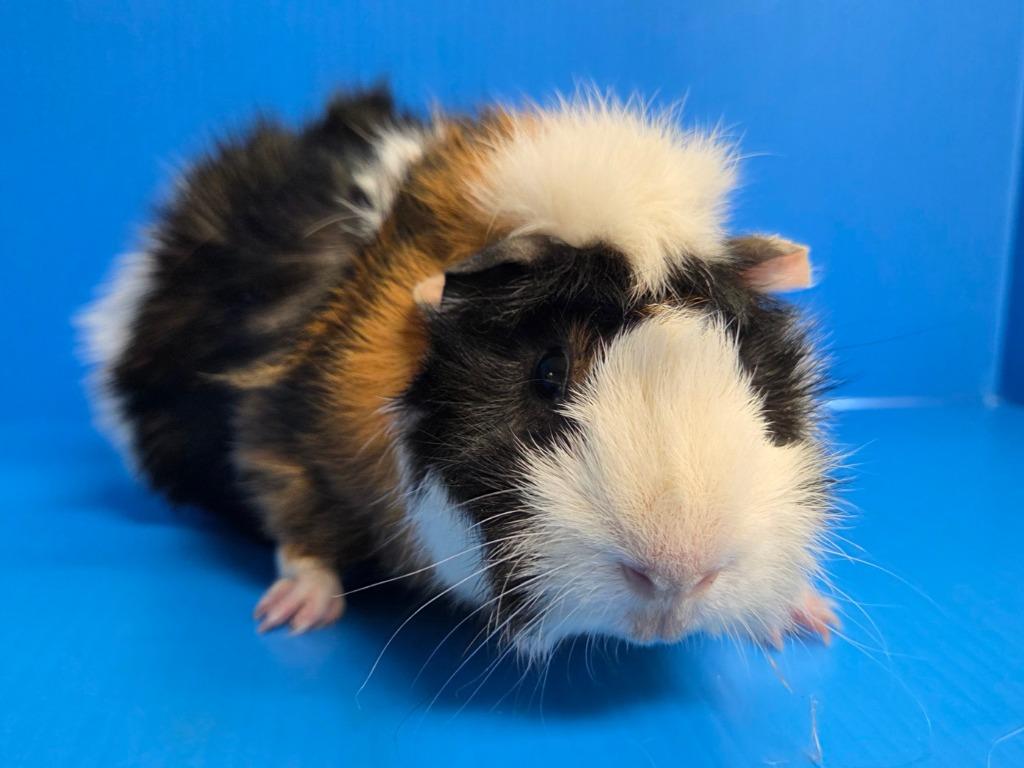 Enlarge Devin, a Adoptable mixed breed in Lewisville, TX image 2/3