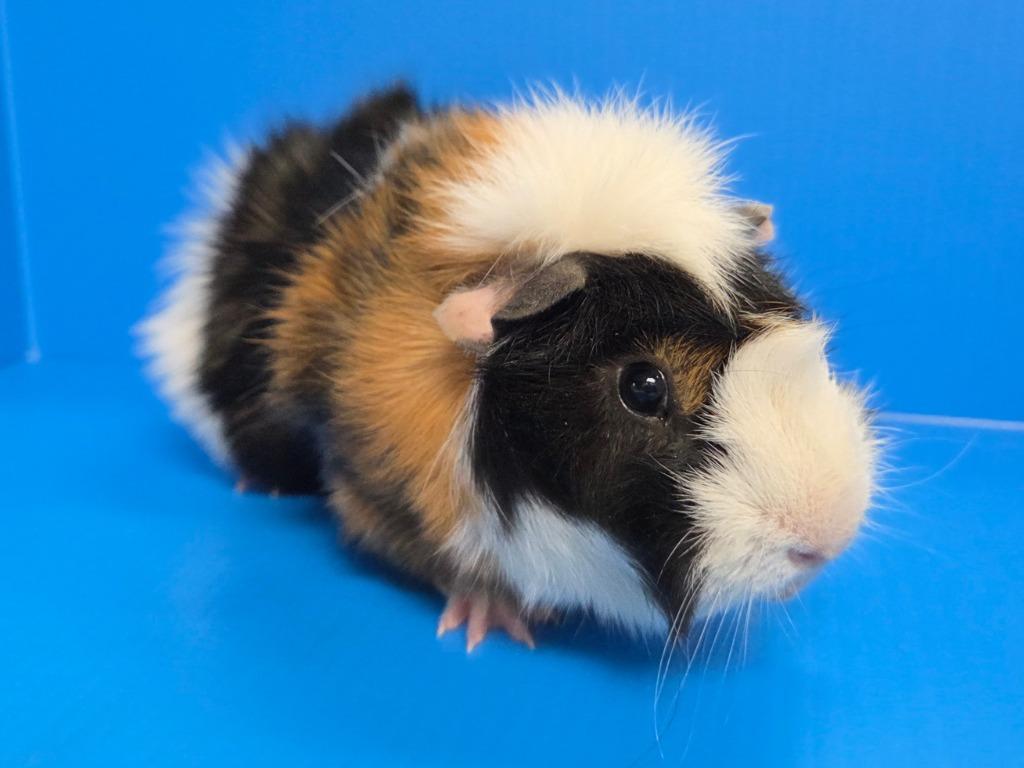 Enlarge Devin, a Adoptable mixed breed in Lewisville, TX image 3/3