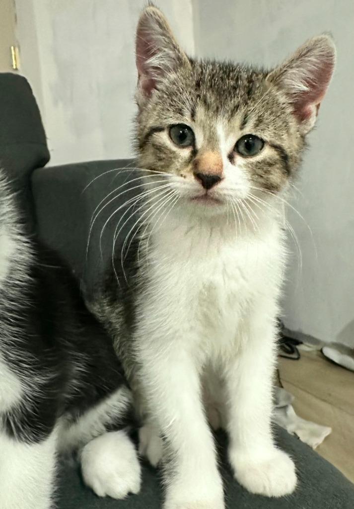 Shai, Adoptable, Kitten Male Domestic Short Hair.