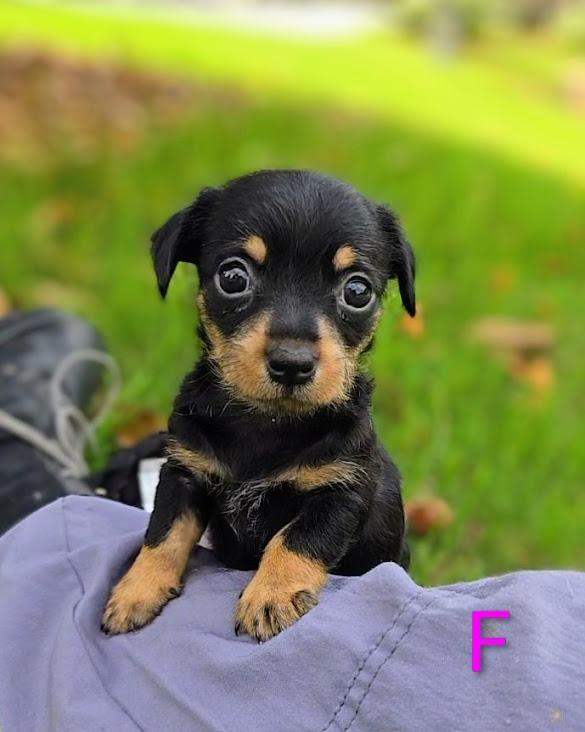 Enlarge Indie (Frito), a Adoptable Chihuahua in Douglasville, GA image 1/1