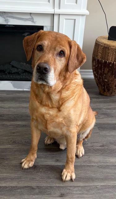 Enlarge Shyne, a Adoptable Labrador Retriever in Oshawa, ON image 3/3