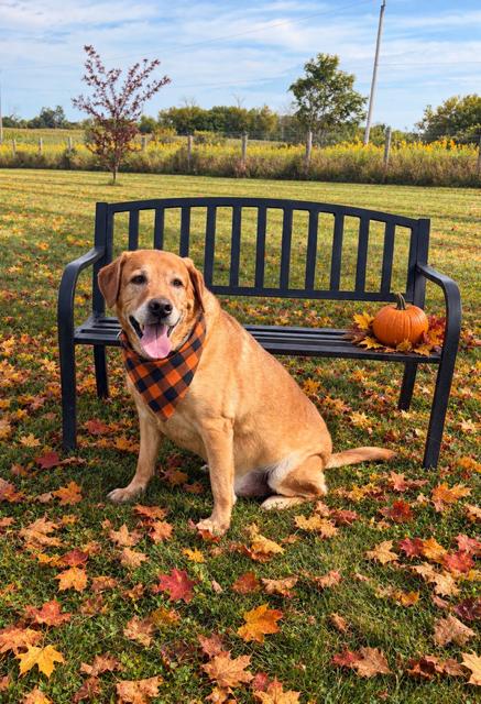 Enlarge Shyne, a Adoptable Labrador Retriever in Oshawa, ON image 1/3