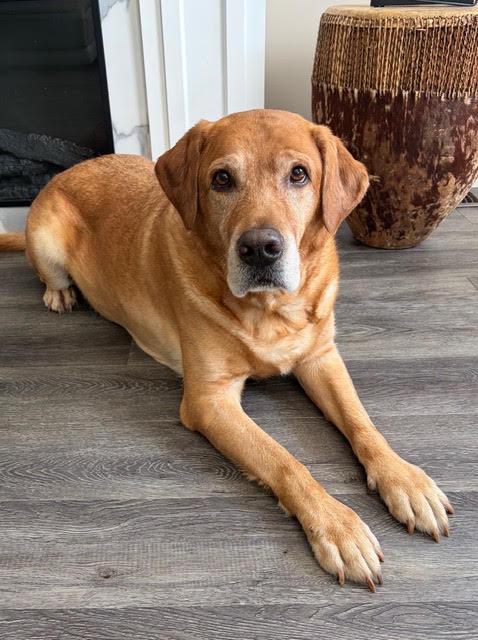 Enlarge Shyne, a Adoptable Labrador Retriever in Oshawa, ON image 2/3