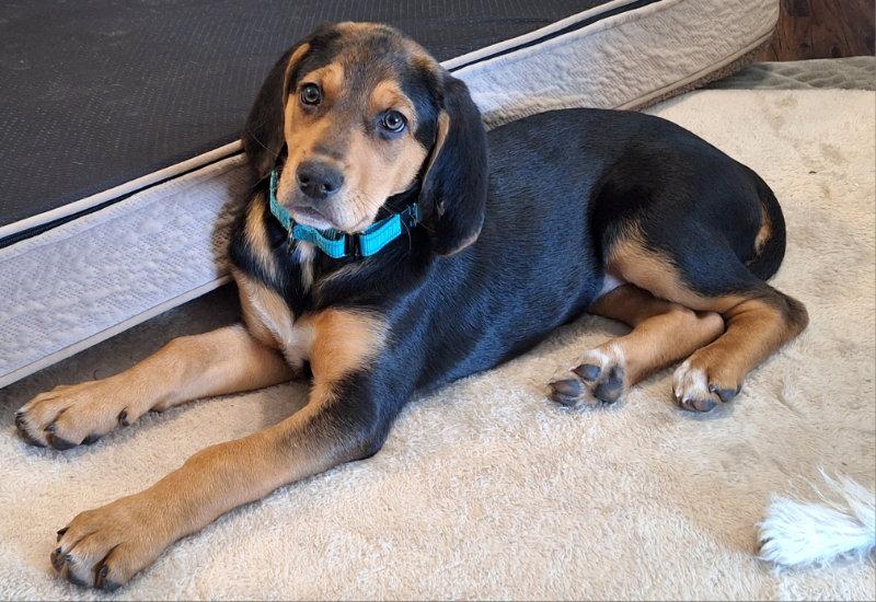 Jade, Adoptable, Puppy Female Coonhound.