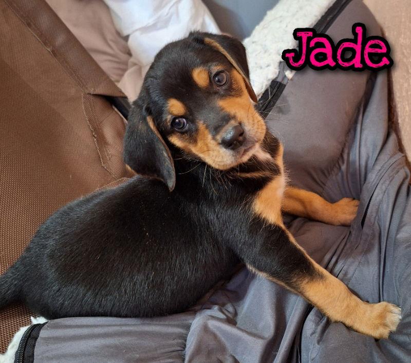 Enlarge Jade, a Adoptable Coonhound in House Springs, MO image 2/2
