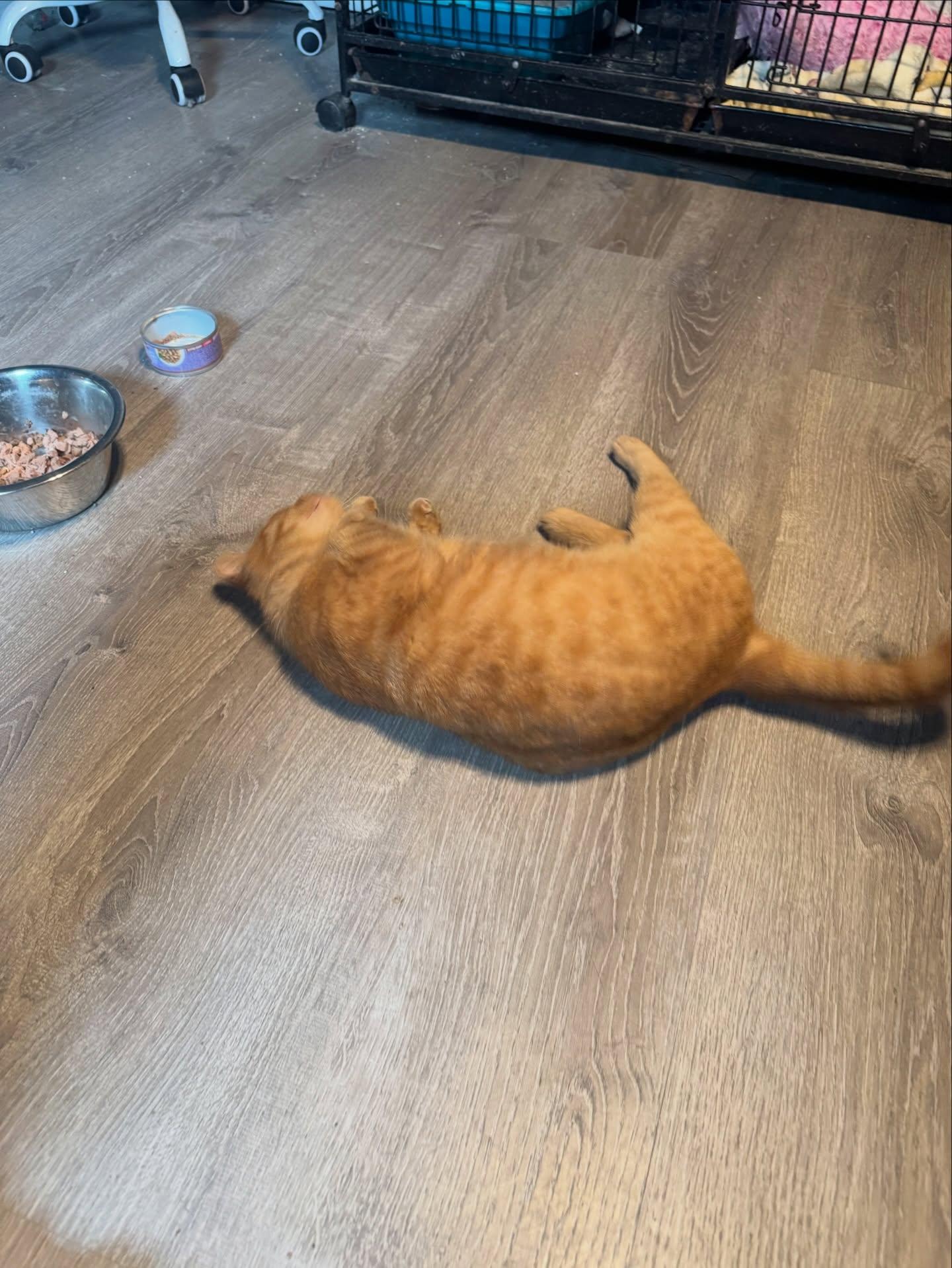 Enlarge Sparx *adoption fee waived*, a Adoptable Domestic Short Hair in Rochester, NY image 3/3