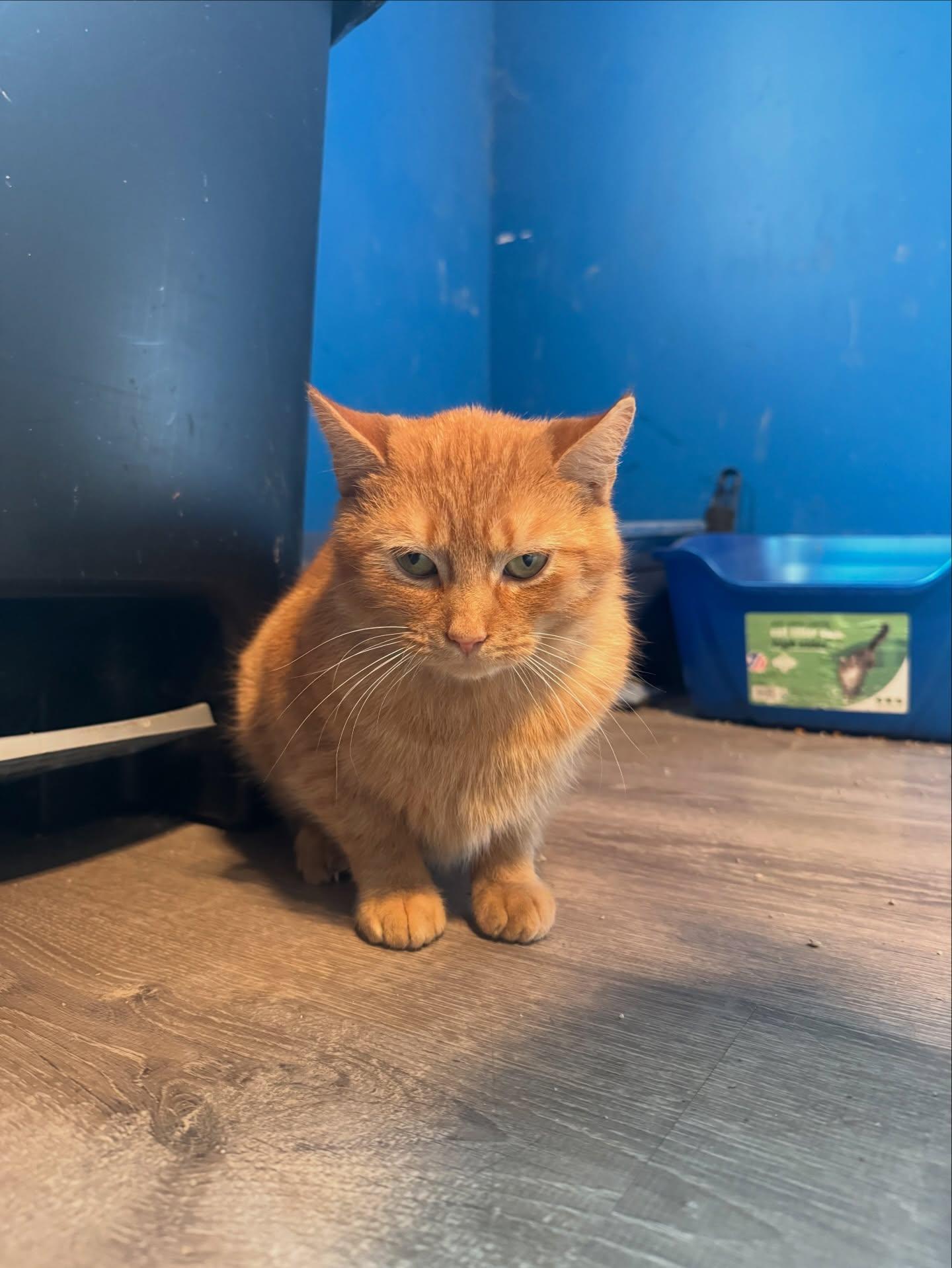 Enlarge Sparx *adoption fee waived*, a Adoptable Domestic Short Hair in Rochester, NY image 2/3