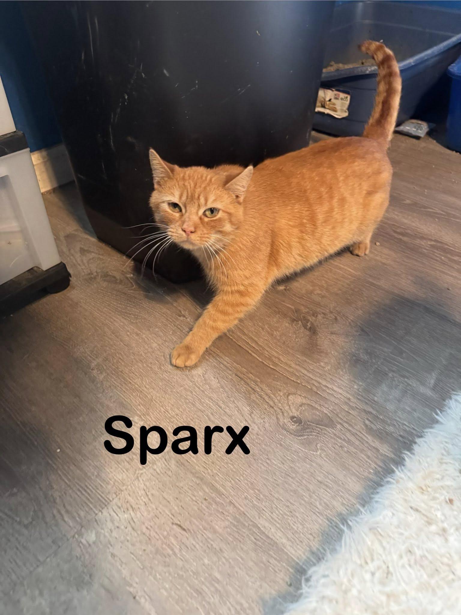 Sparx *adoption fee waived*, Adoptable, Adult Male Domestic Short Hair.