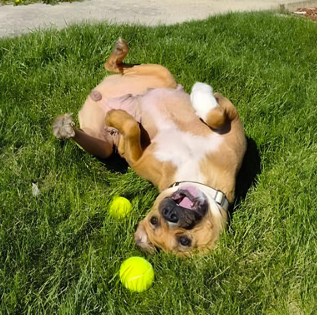 Enlarge Maggie, a ADOPTABLE Pit Bull Terrier in Crest Hill, IL image 3/6