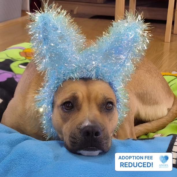 Maggie, ADOPTABLE, Adult Female Pit Bull Terrier.
