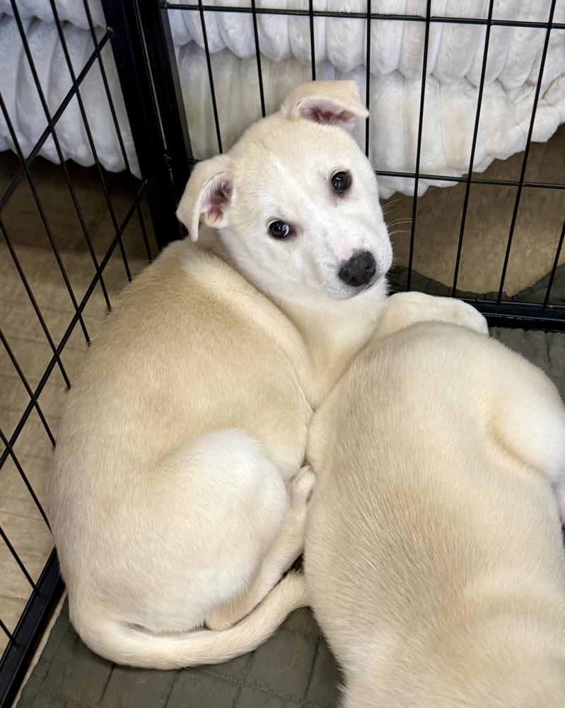 Vixen, Adoptable, Puppy Female Husky & Mixed Breed.