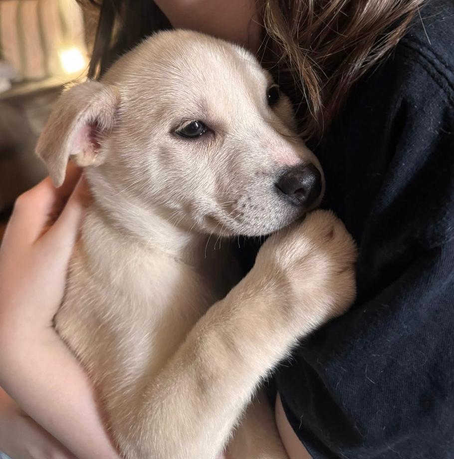 Enlarge Vixen, a Adoptable mixed breed in Middletown, CT image 2/5