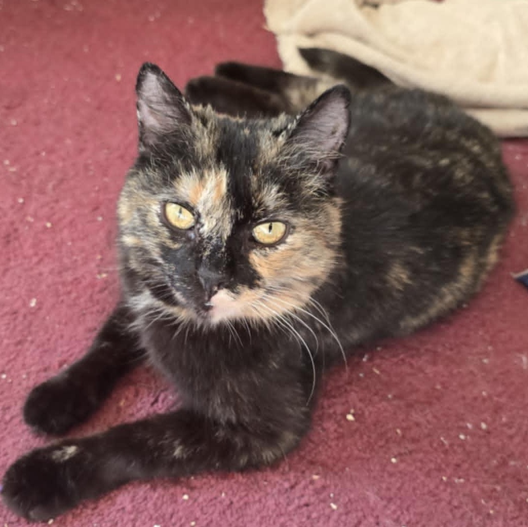 Sunshine 03/24, Adult Female American Shorthair
