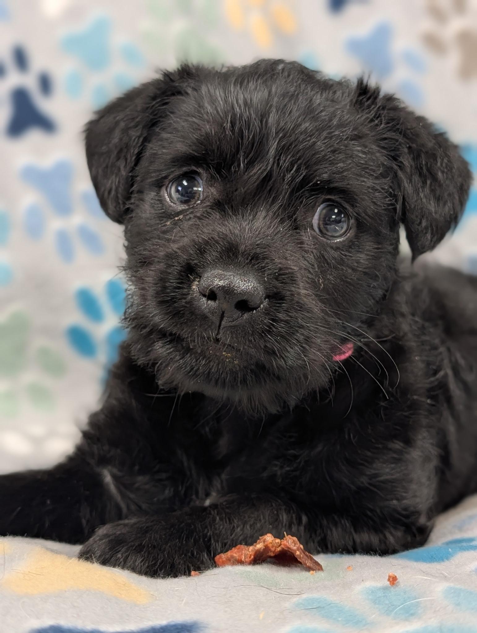 Raven, an adopted Yorkie Poo in Blytheville, AR image 4/5
