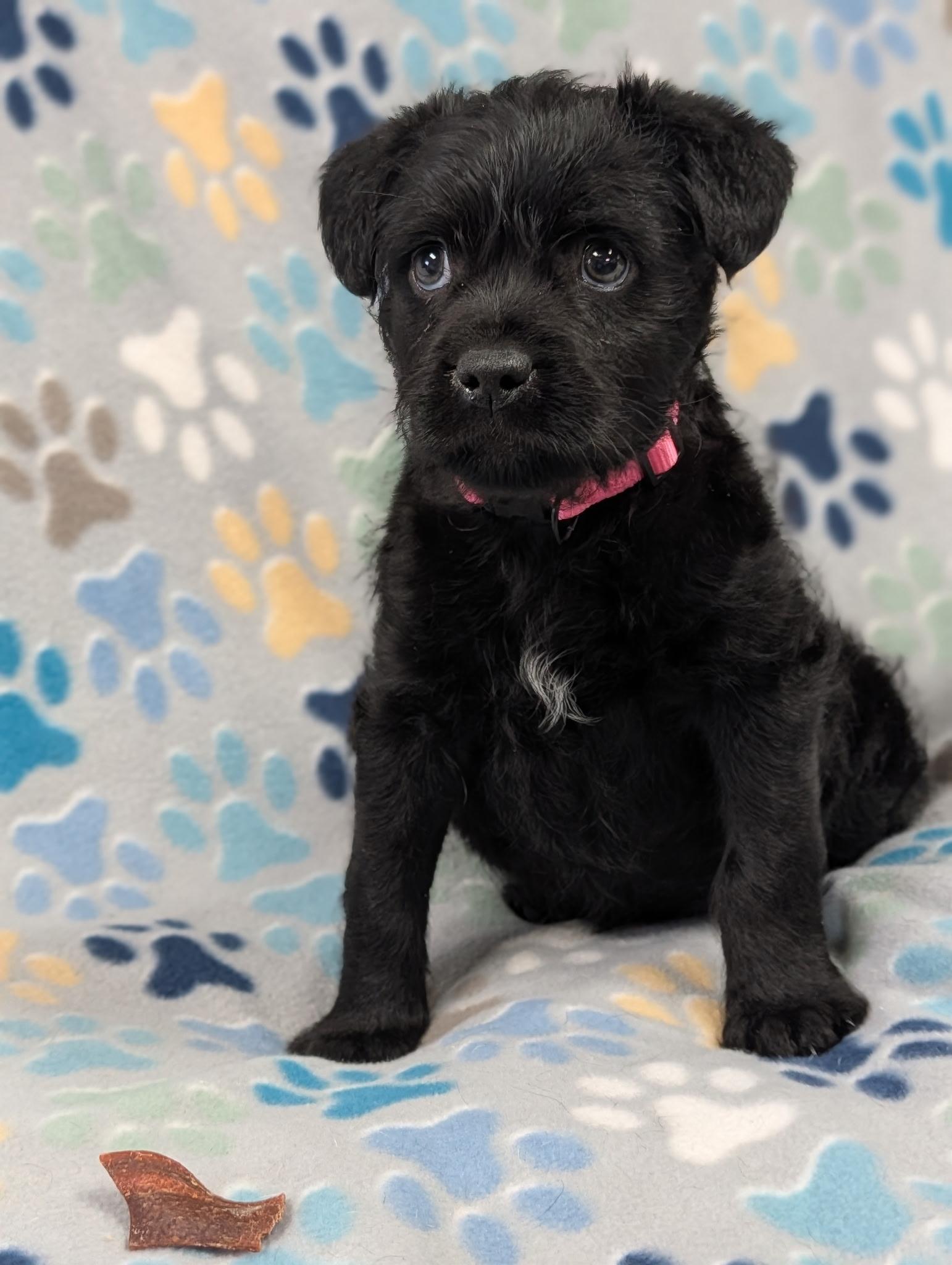 Raven, an adopted Yorkie Poo in Blytheville, AR image 5/5