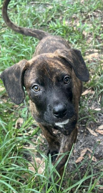Sailor, ADOPTABLE, Puppy Male Plott Hound.