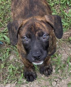 Sailor, a ADOPTABLE mixed breed in Palm City, FL image 2/4