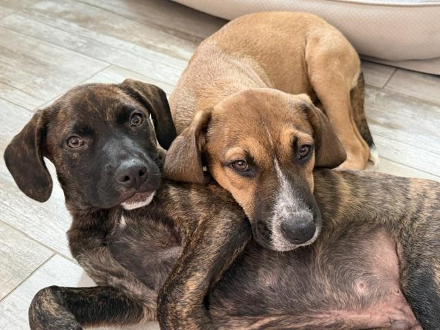 Sailor, a ADOPTABLE mixed breed in Palm City, FL image 4/4