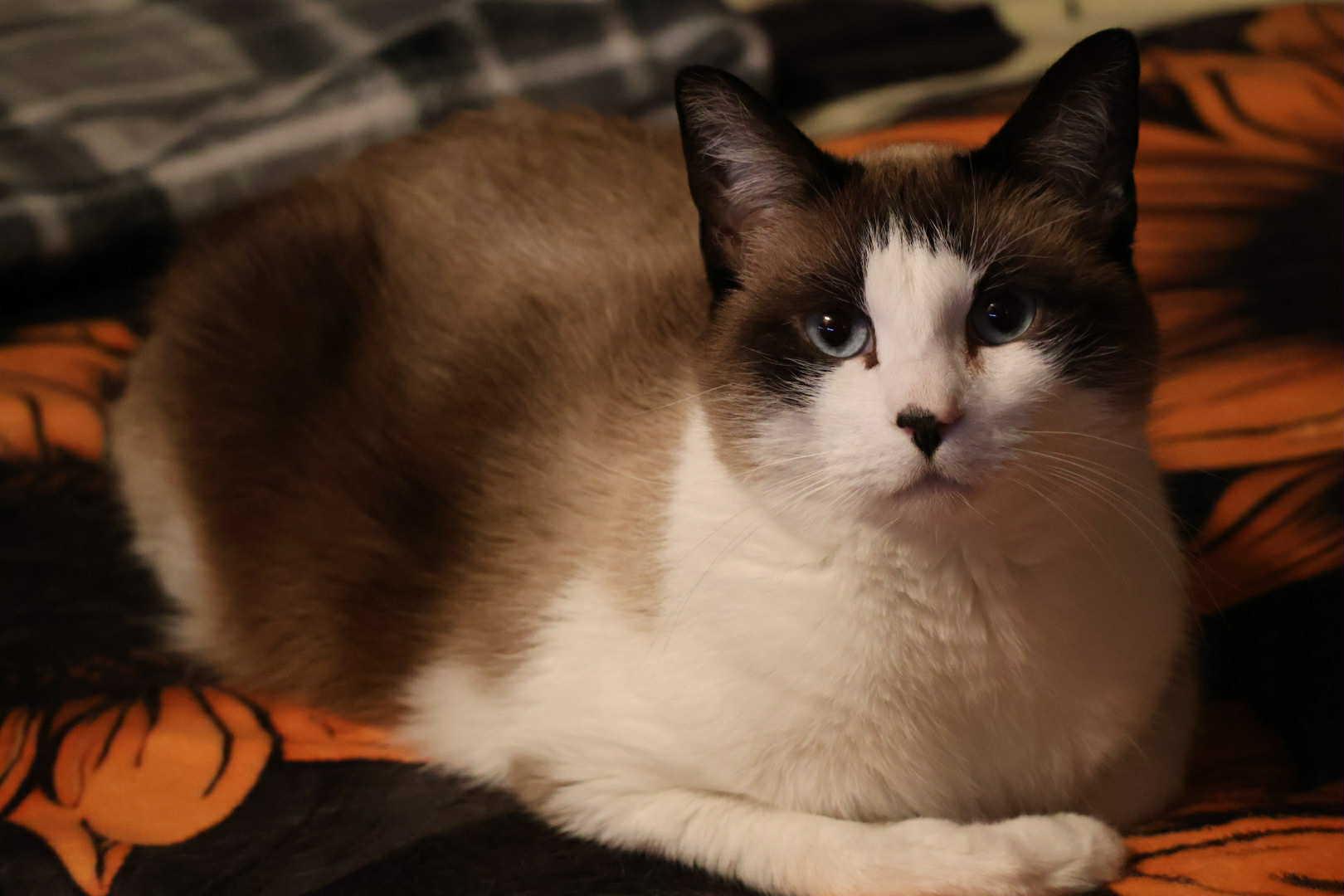 Meraki, a ADOPTABLE Siamese in Overland Park, KS image 4/5